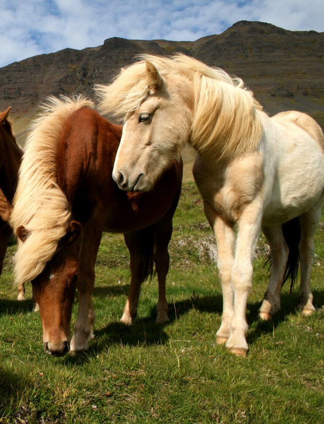 Röðun hrossa á kynbótasýningu í Spretti dagana 22.-25. maí