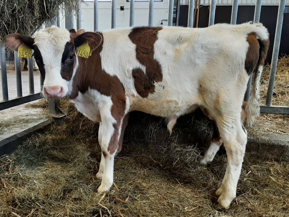 Hákon frá Skeiðháholti á Skeiðum, undan Ými 13051 og Kollu 1201 dóttur Fossdals 10040.