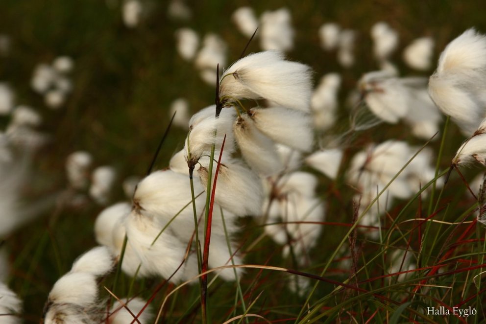 Bændafundir á næstunni
