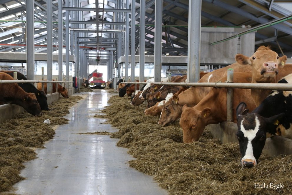 Notendakönnun Huppu