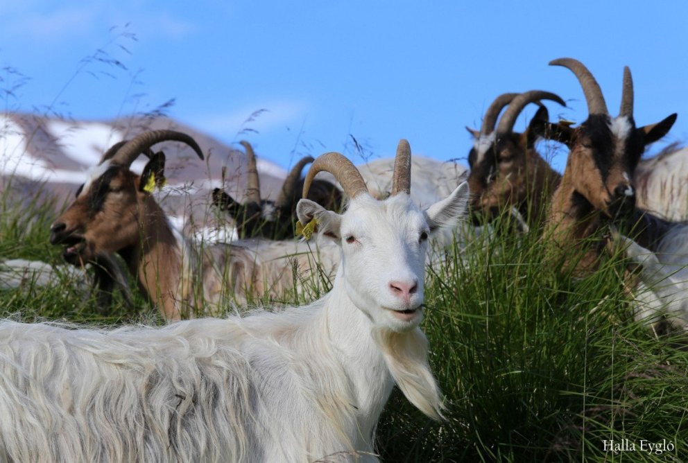 Ný og endurbætt Heiðrún sett í loftið í dag