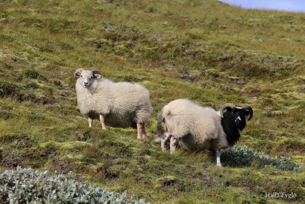Nýtt viðmót fyrir þungaskráningu í Fjárvís