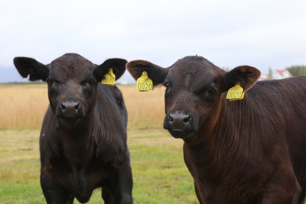 Vert að hafa í huga við fósturvísaflutning