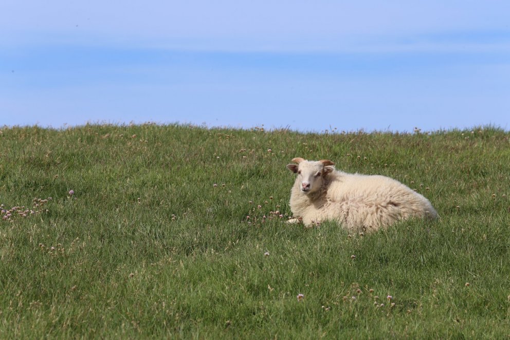 Sauðfjárrækt - Afkvæmarannsóknir bænda