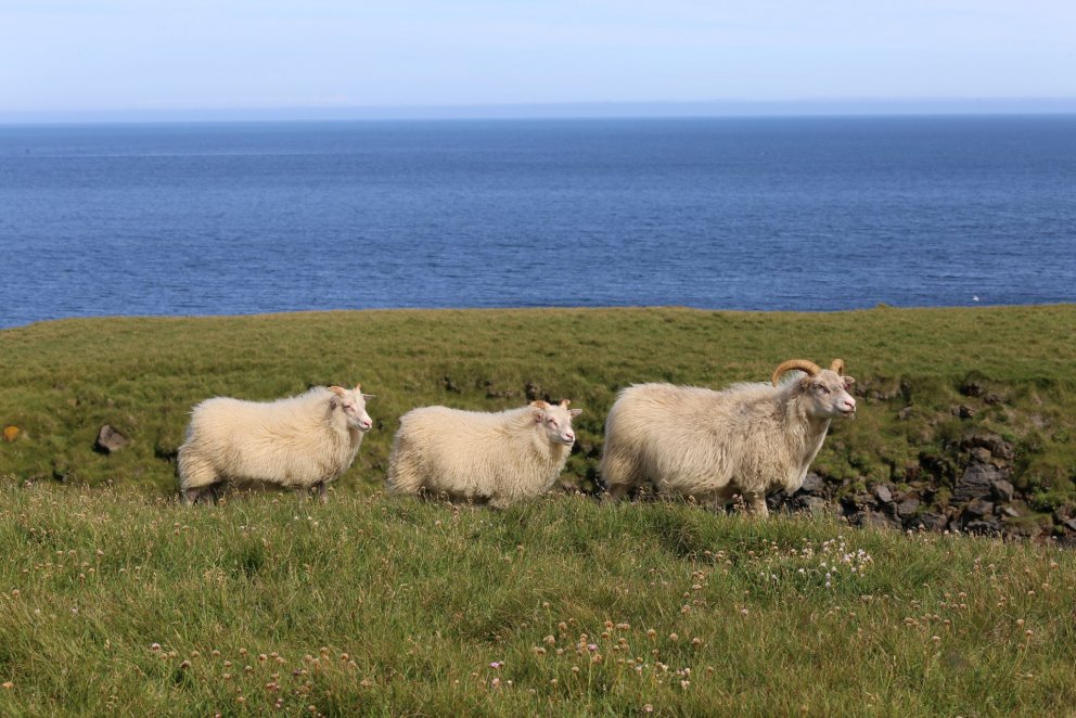 Uppfært kynbótamat í sauðfjárrækt