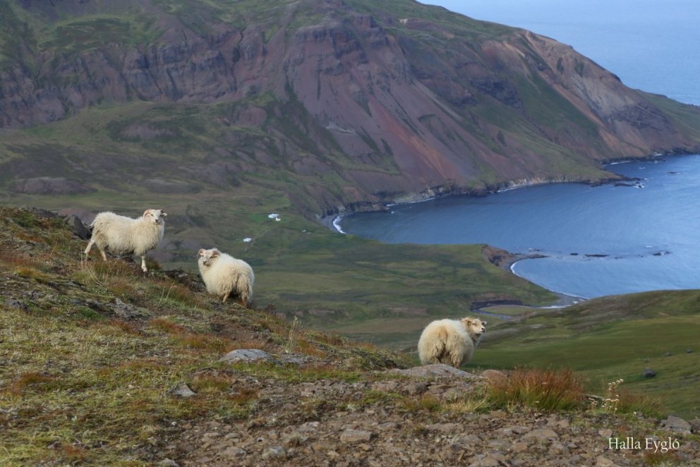Sauðfjárbændur athugið!