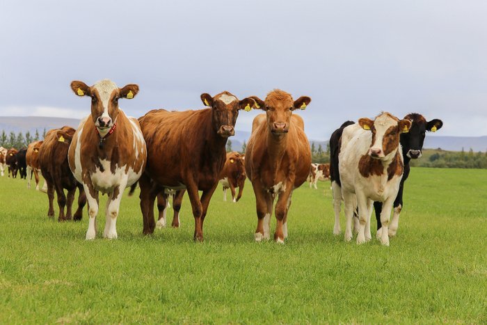 Staða á geymslurými búfjáráburðar á kúabúum