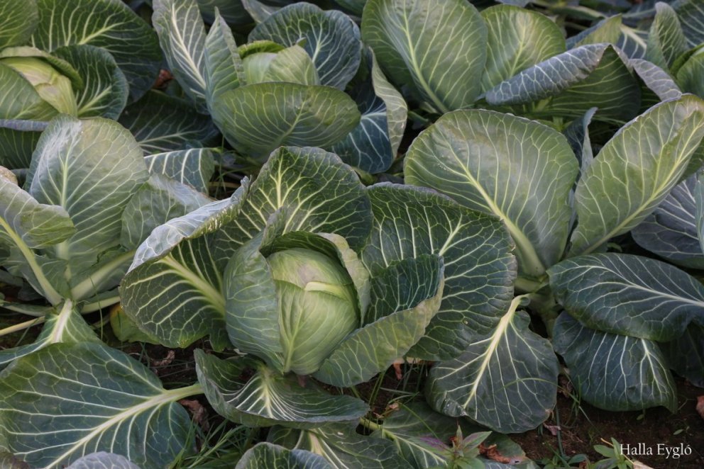 Umsóknir um jarðræktarstyrki í garðyrkju