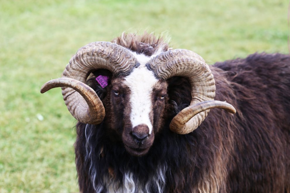 Afkvæmarannsóknir á heimahrútum– styrkhæfar afkvæmaprófanir