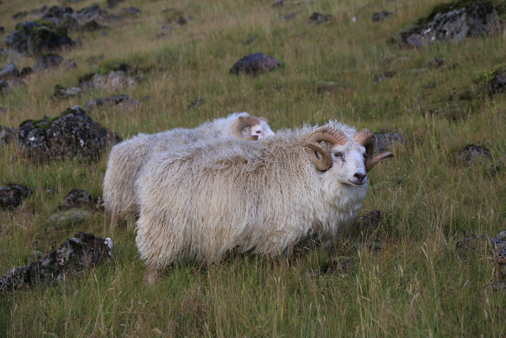Hrútafundum í Þingeyjarsýslum frestað