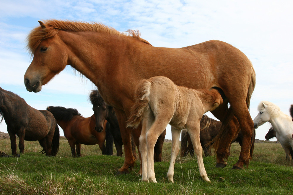 Aukasýning miðsumars á Gaddstaðaflötum