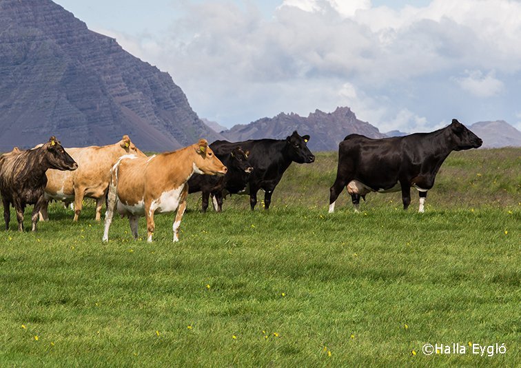 Rekstur kúabúa 2019-2021