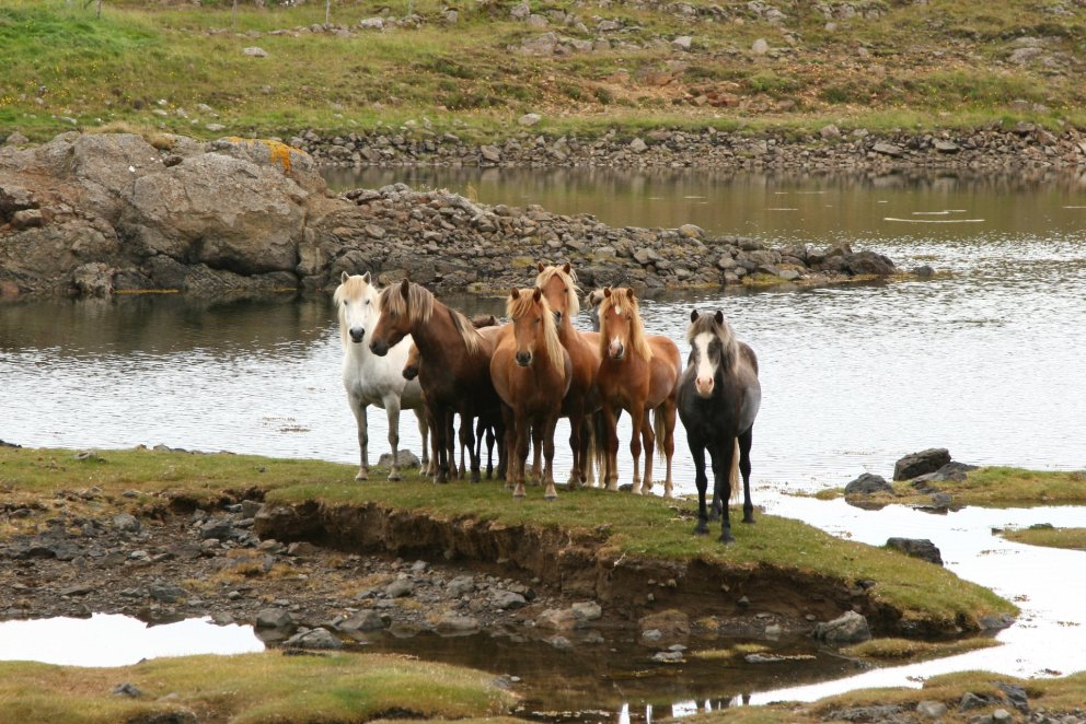 Skráningar á miðsumarssýningar