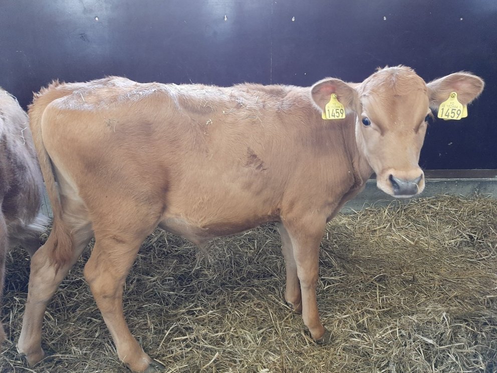 Halli frá Halllandi á Svalbarðsströnd, undan Sjarma 12090 og Þoku 1050.