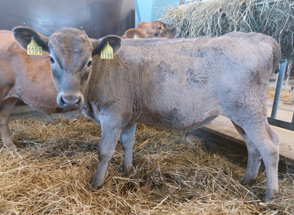 Hálsi frá Signýjarstöðum í Hálsasveit, undan Kvóta 19042 og kú nr. 922. Mynd: Nautastöðin Hesti.