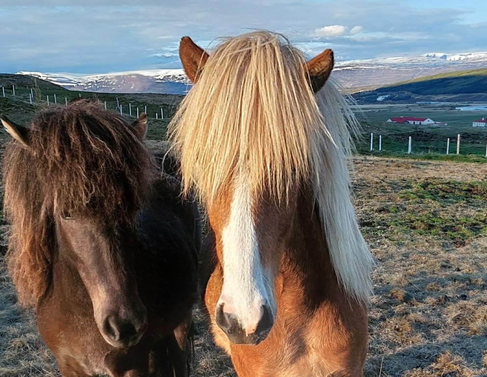 Hollaraðir fyrir Hóla vikurnar 10.-14. júní og 17.-21. júní