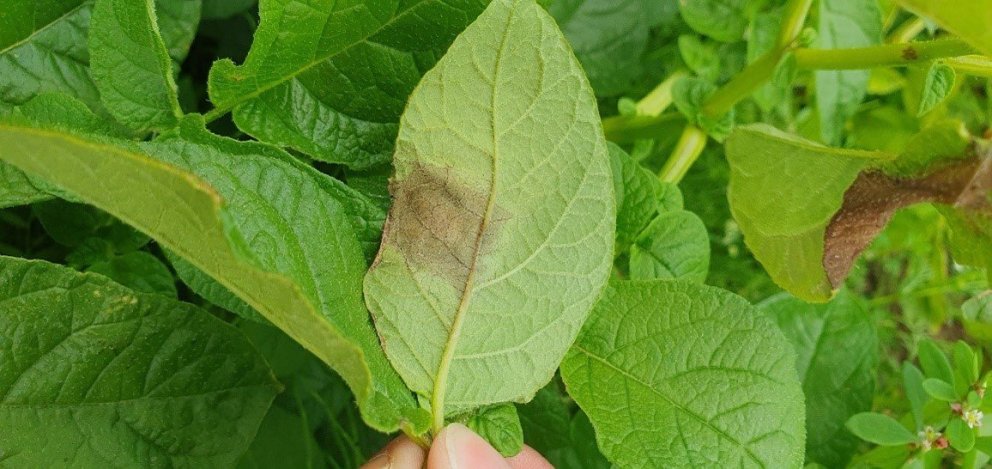 Myglublettur á kartöflublaði. Mygla á byrjunarstigi.