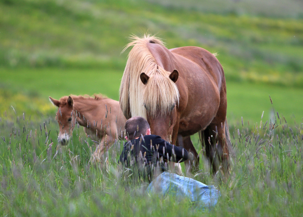 Yfirlitssýning á Hólum 15.júní - hollaröð