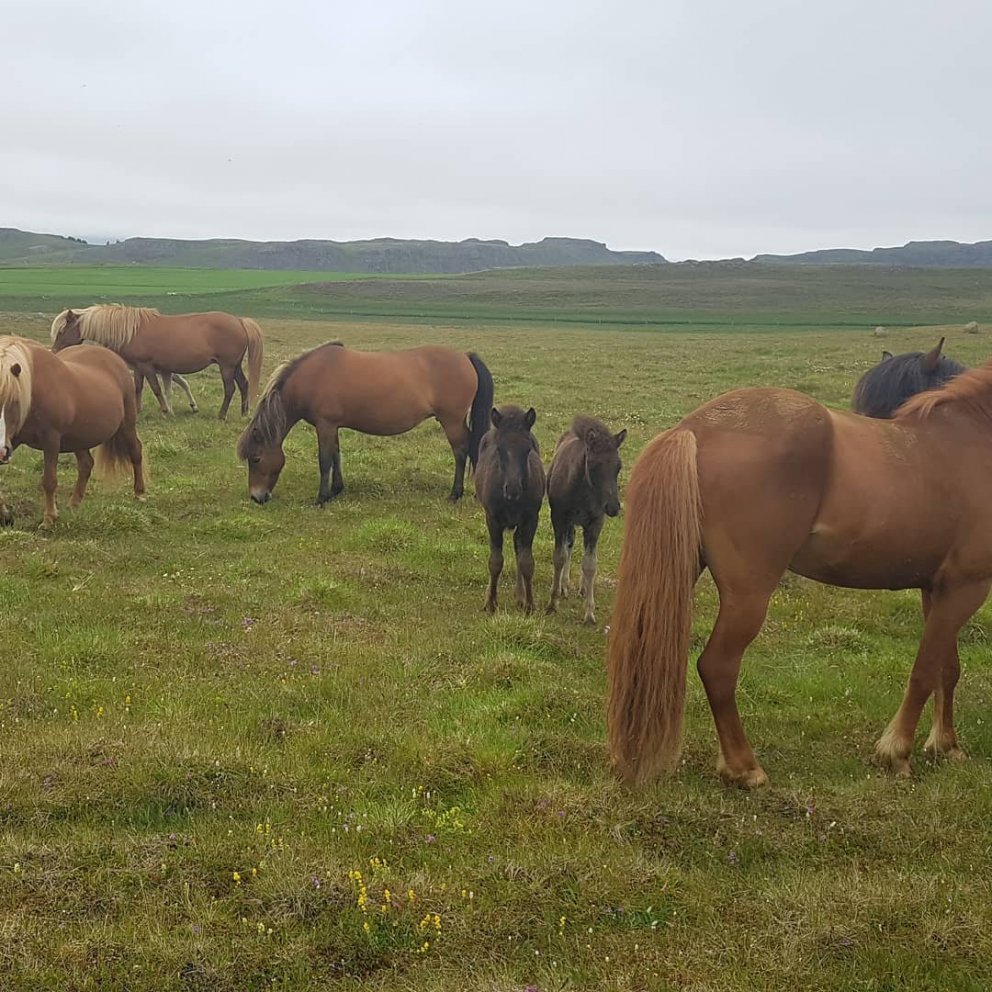Yfirlitssýning á Hólum í Hjaltadal 3.júní