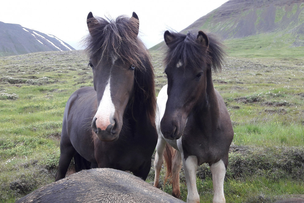Hollaröðun á yfirliti Selfoss 02.08.