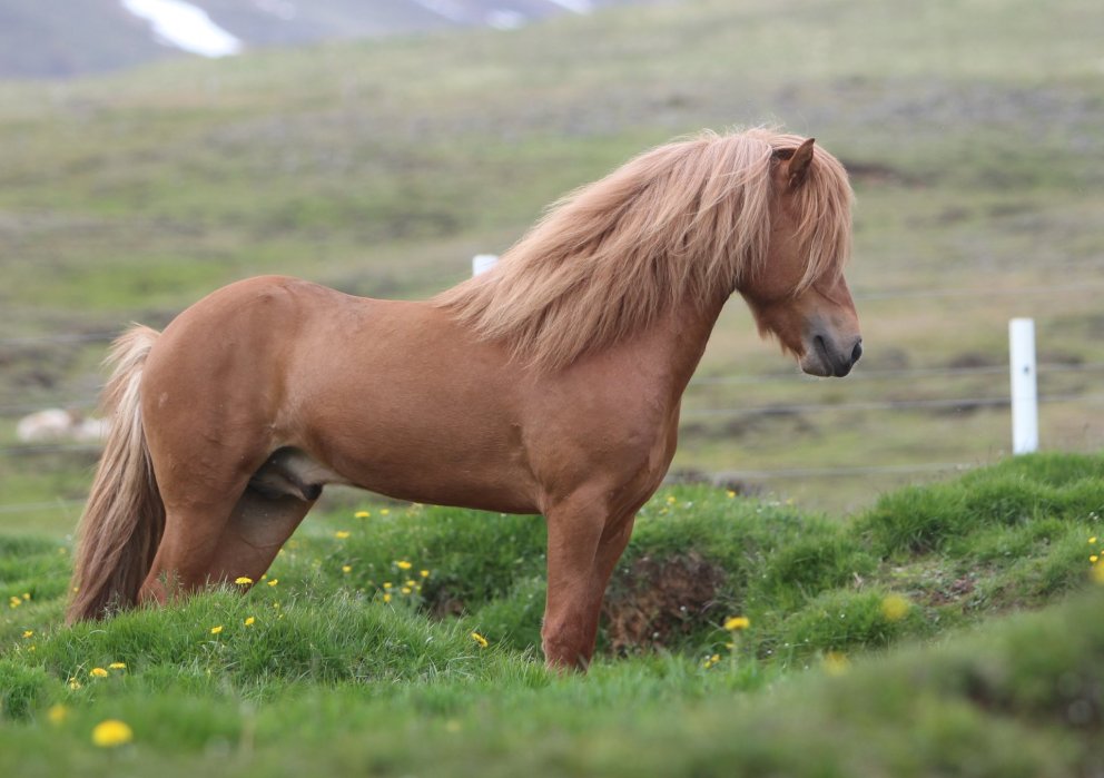 Hollaröð reiðdómur Hólar þriðjudaginn 11.06.