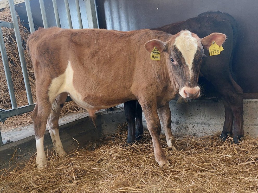 Hjalti frá Skúfsstöðum í Hjaltadal, sonur Krumma 22025 og Skjöldu 312. Mynd frá Nautastöðinni á Hest…