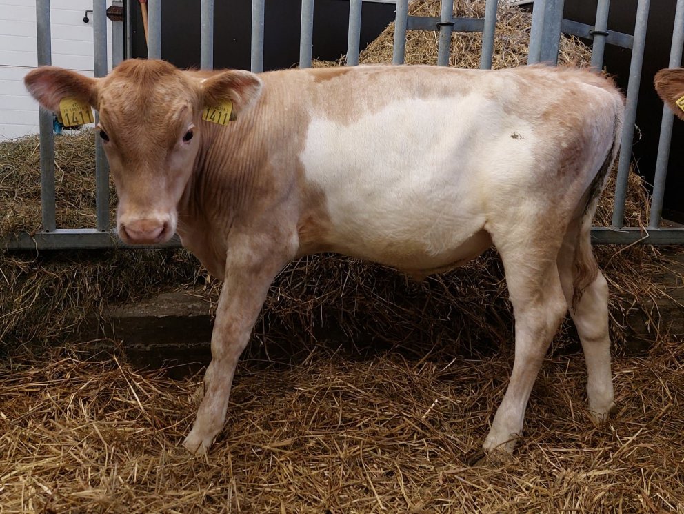 Hjassi frá Kúskerpi í Akrahreppi, undan Risa 15014 og Daney 1167, Skellsdóttur.