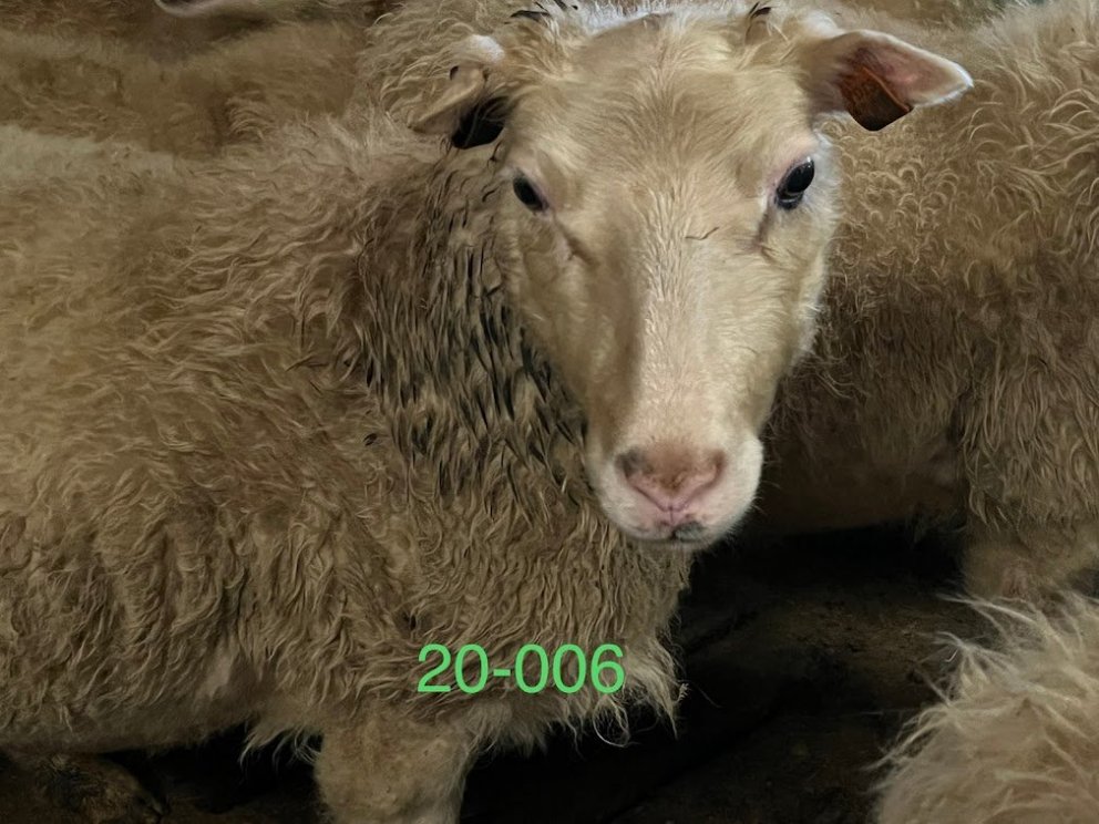 Átaksverkefni RML í arfgerðargreiningum – fyrstu niðurstöður