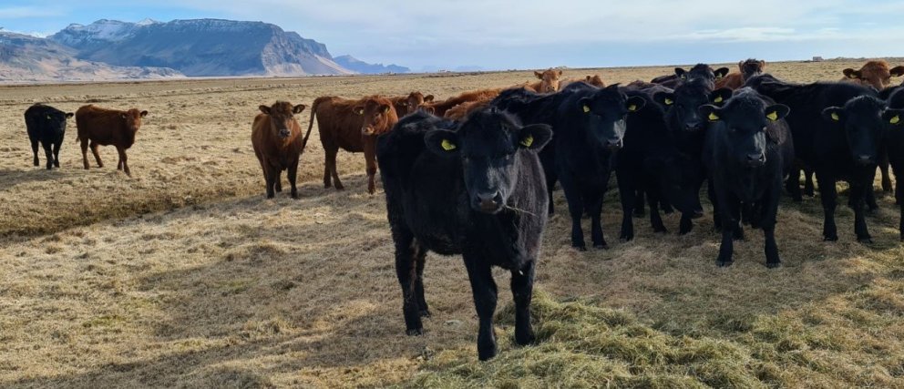 Fræðsluefni fyrir holdagripabændur