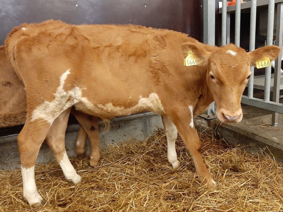 Hólmi frá Halllandi á Svalbarðsströnd undan Jörfa 13011 og Öldu 1131