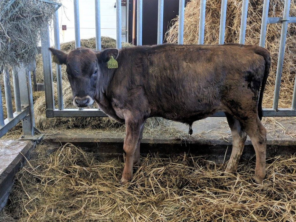 Hörgur frá Hlöðum í Hörgársveit