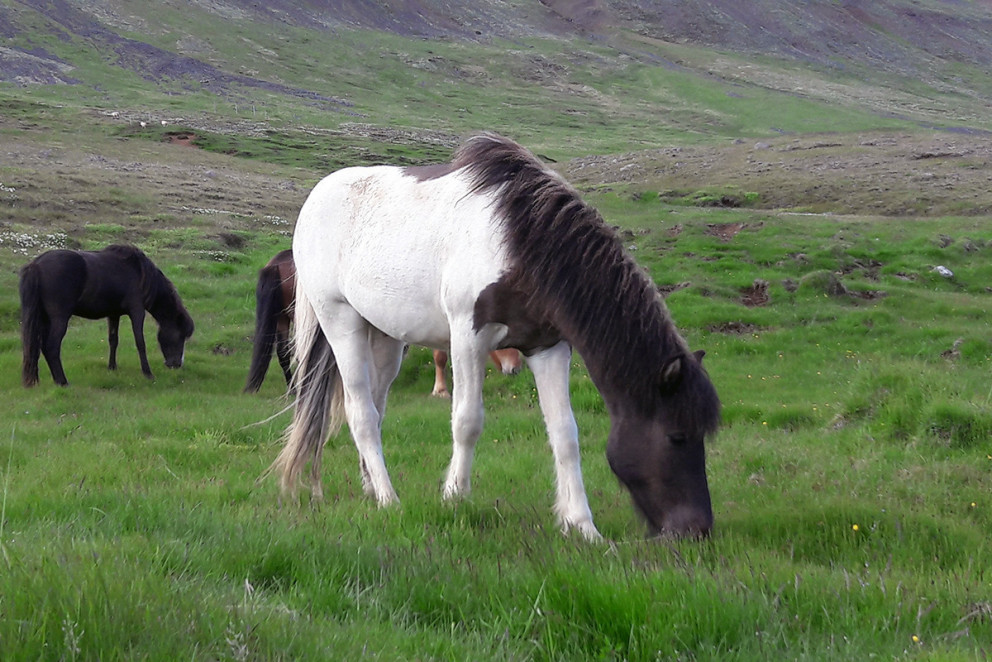 Röðun hrossa á kynbótasýningu á Stekkhólma dagana 28. til 29. maí