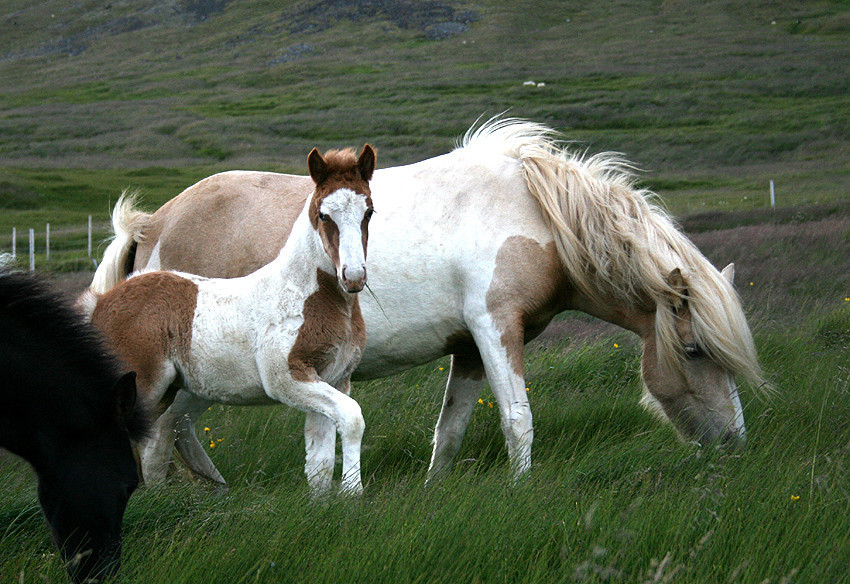 Röðun hrossa á kynbótasýningu á Selfossi dagana 28.-31. maí