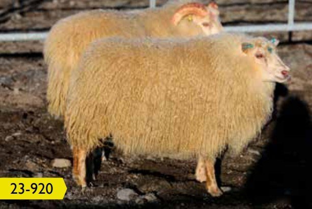 Hreinn frá Þernunesi