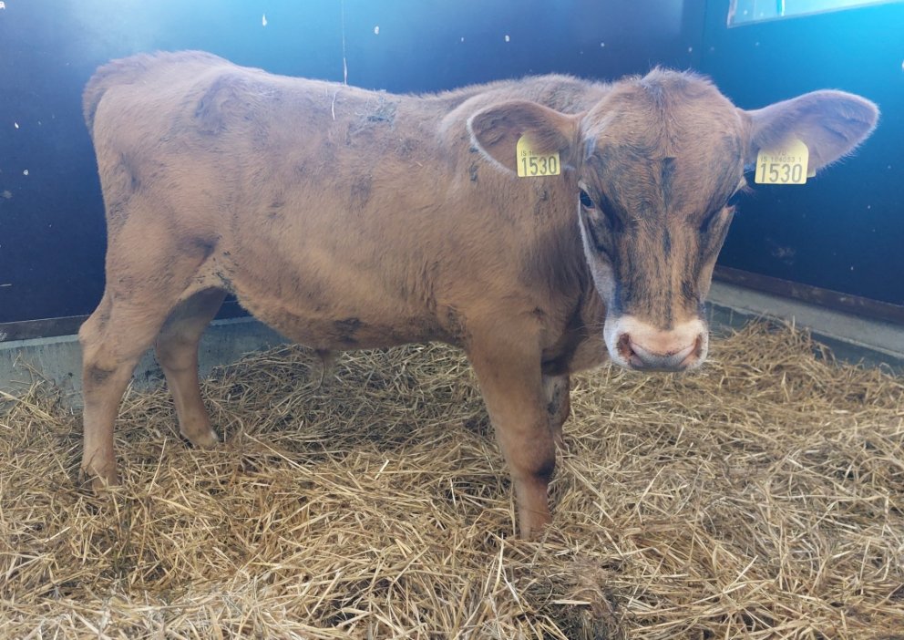 Hrollur frá Neðri-Þverá í Fljótshlíð, undan Kalda 21020 og Gleði 1203. Mynd: Nautastöðin Hesti.