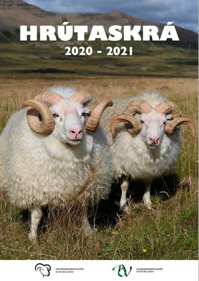 Forsíða hrútaskráarinnar en hana prýða hrútar á Gaul í Staðarsveit á Snæfellsnesi. Ljósmynd: Halla E…