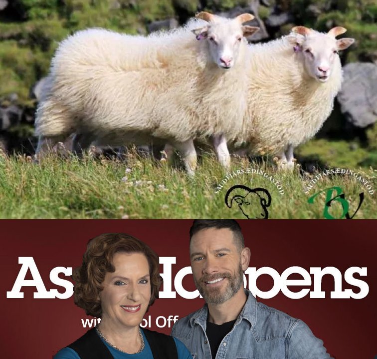 Hrútaskráin og As It Happens. Samsett mynd.