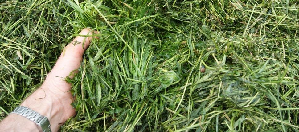 Grasprótein – sóknarfæri fyrir íslenskan landbúnað