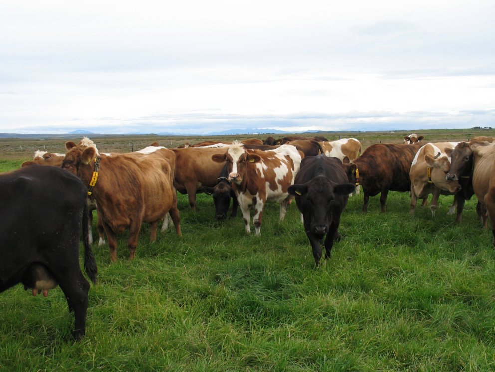 Efstu kvígur í erfðamati