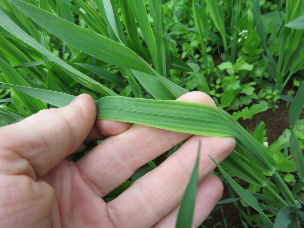Heimsóknir ráðunauta í kornakra