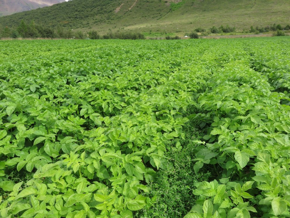 Umsóknarfrestur er 15. ágúst vegna jarðræktarsstyrkja í garðyrkju