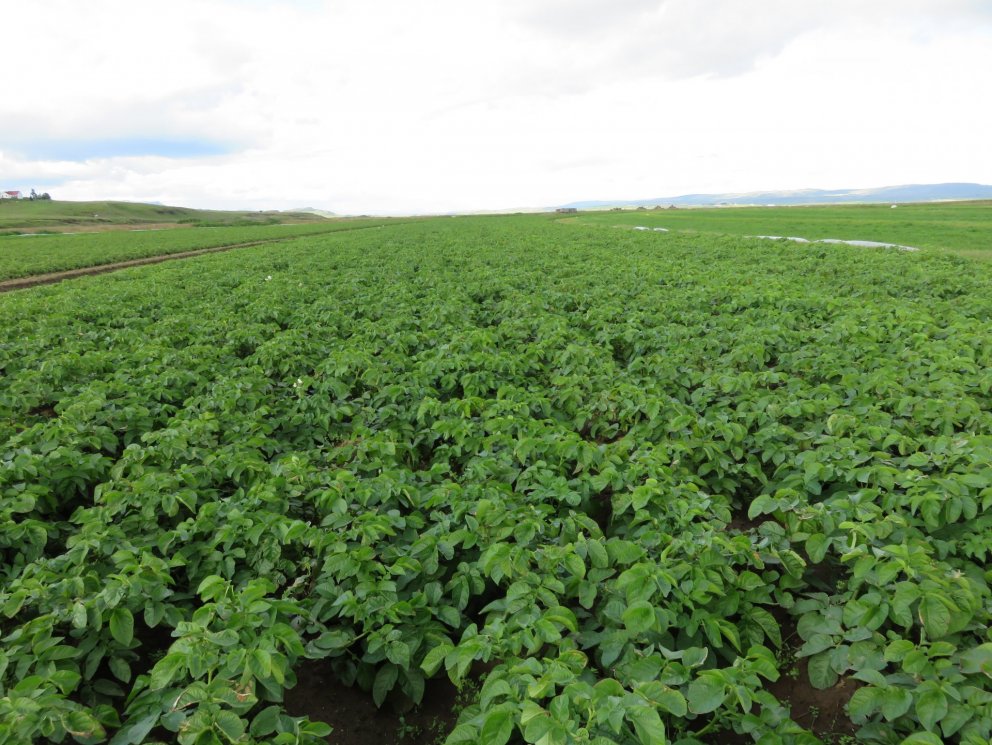 SPROTINN jarðræktarráðgjöf