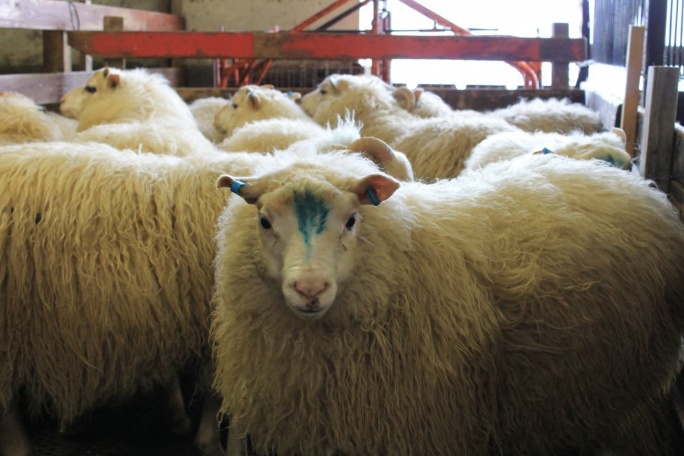 Alþjóðlegt rannsóknarverkefni tengt riðuveiki hlýtur styrk