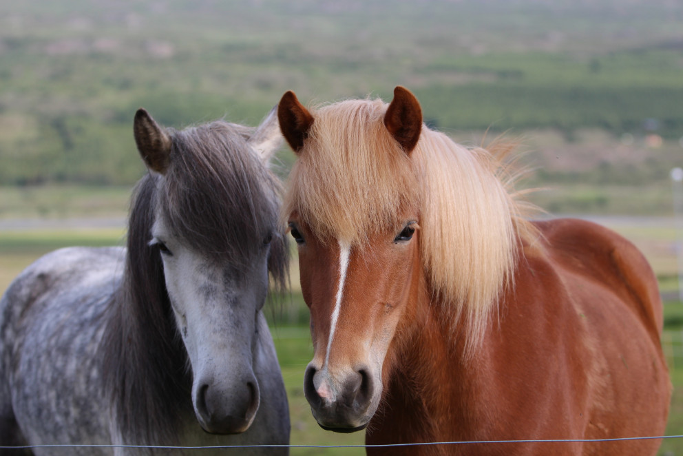 Hollaröð á yfirliti - Sprettur 16.06.2017