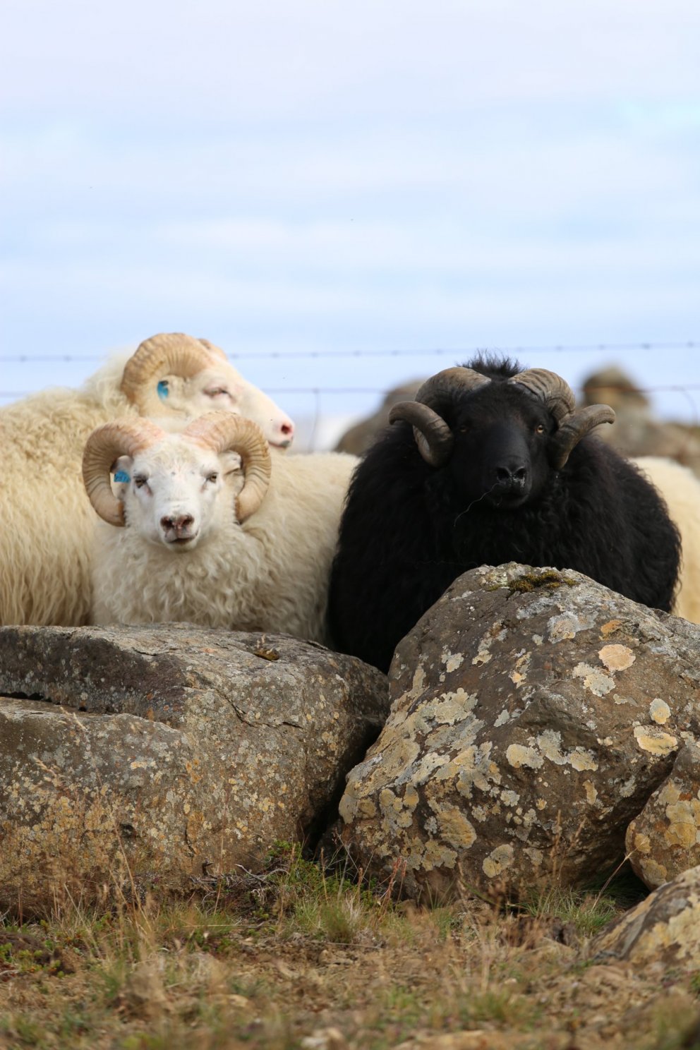 Afkvæmarannsóknir í sauðfjárrækt