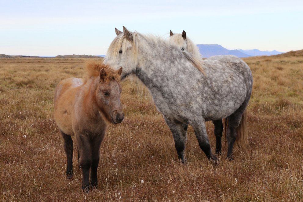 Nýtt skýrsluhaldsár hefst 1. apríl