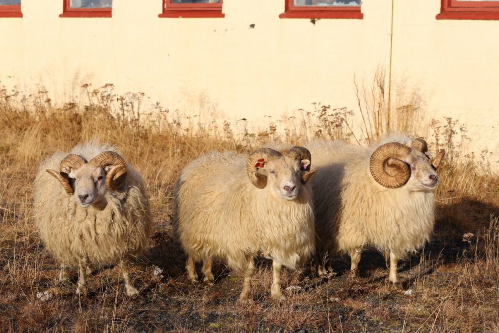 Kynbótamat sauðfjár – leiðréttingar við Hrútaskrá
