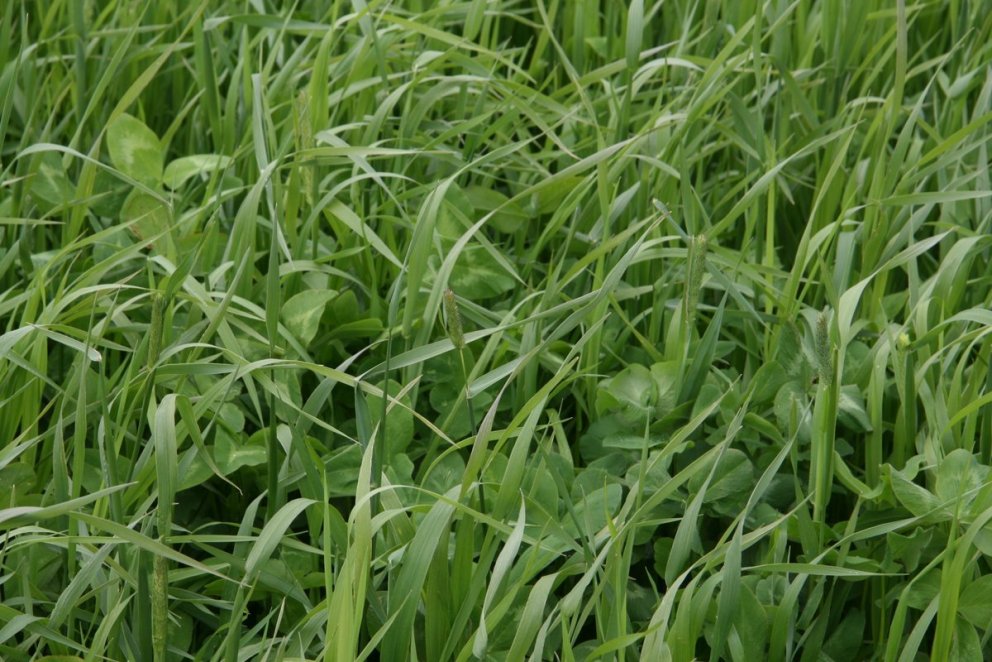 Sáðvöruframboð 2020