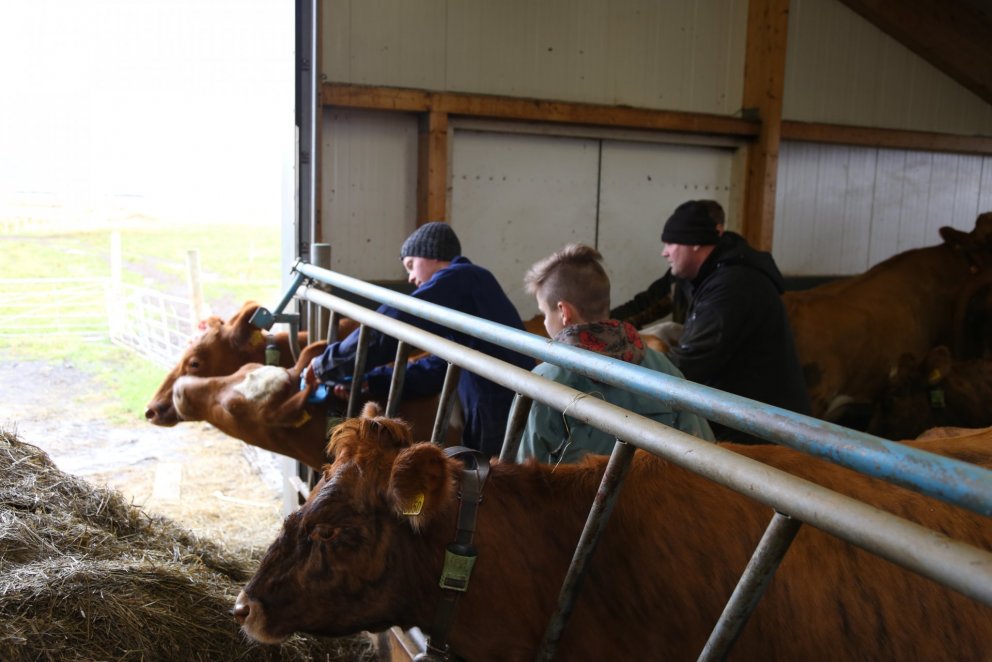 Erfðamengisúrval: Sýni send til greiningar