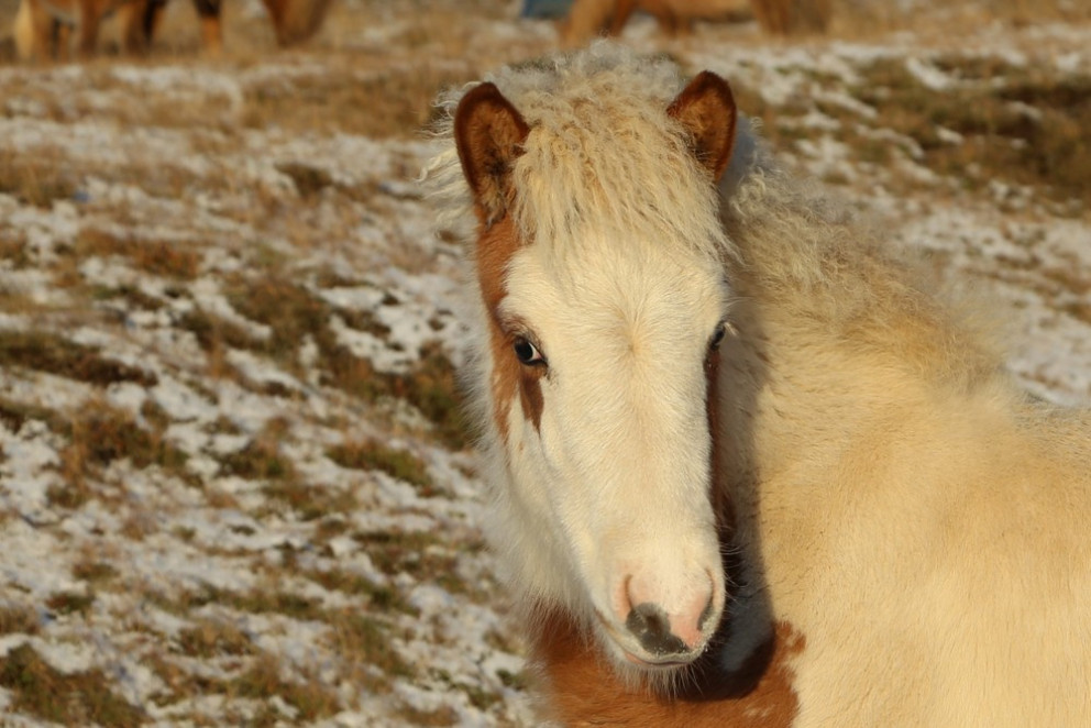 Skýrsluskil í hrossarækt